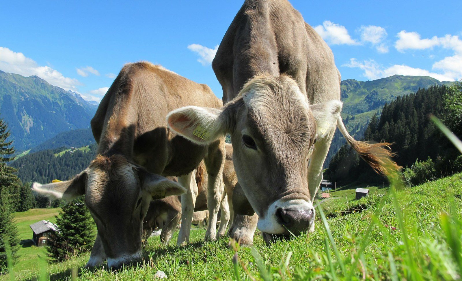 Cows grazing on an alpine meadow